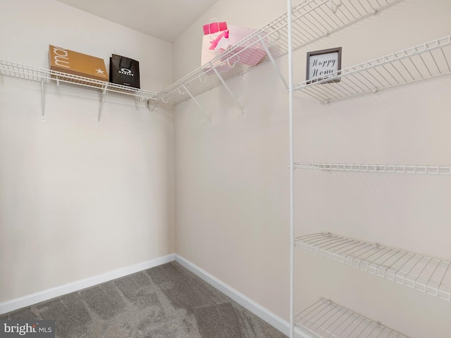 walk in closet with carpet flooring