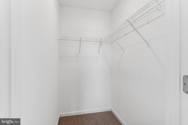 spacious closet featuring carpet flooring