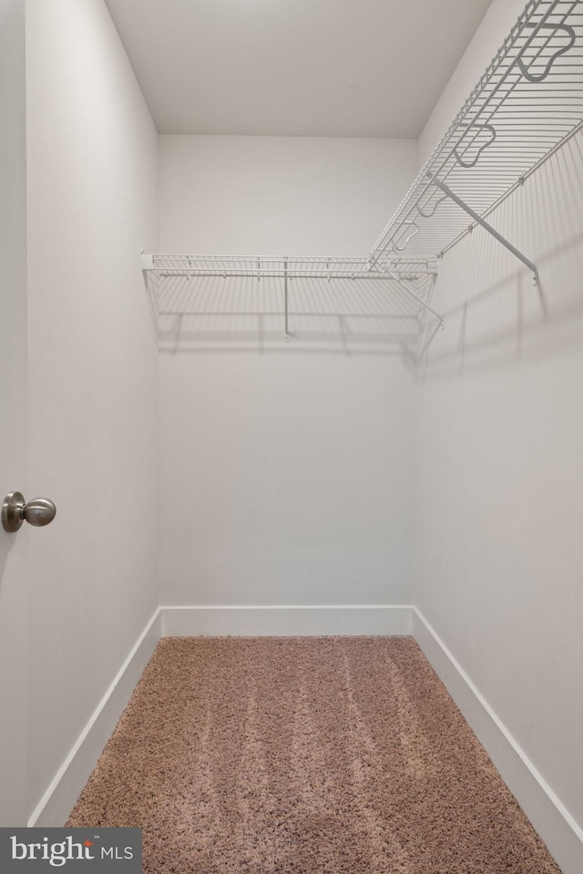 spacious closet featuring carpet