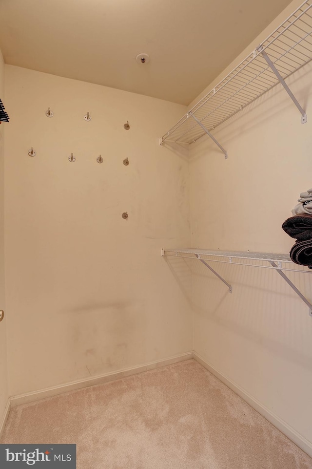 spacious closet featuring carpet flooring