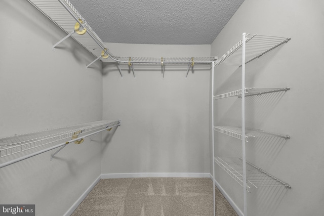 walk in closet with carpet floors