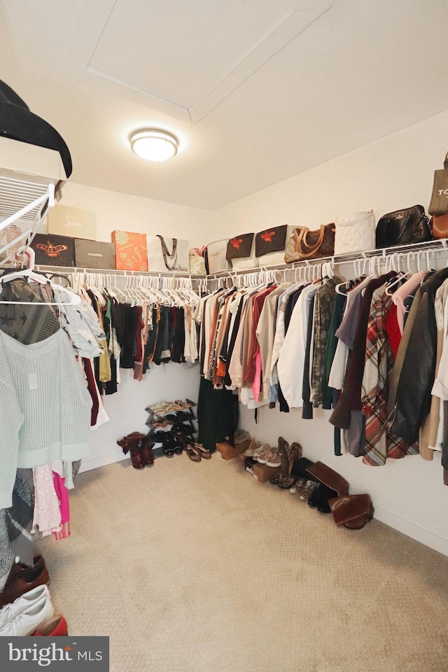 walk in closet featuring carpet flooring