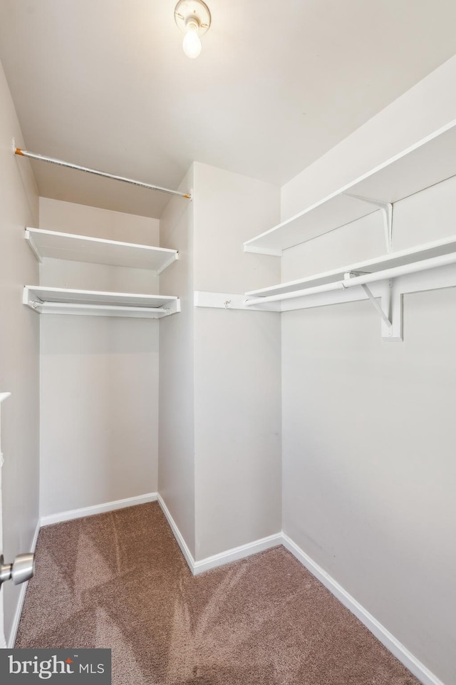 walk in closet with carpet floors