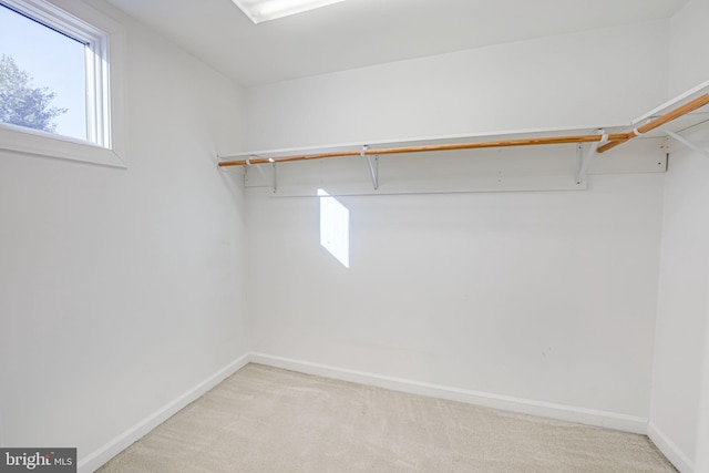 spacious closet featuring carpet floors