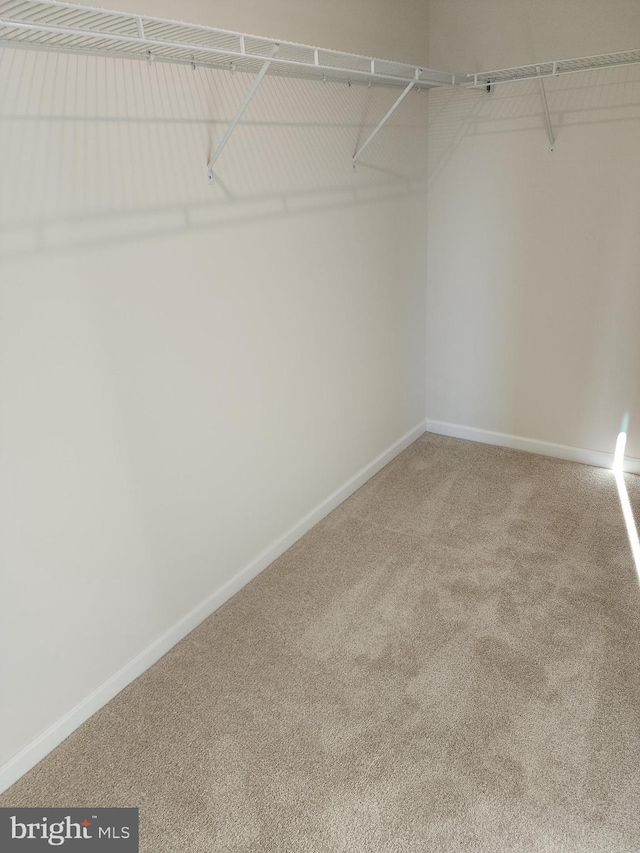 spacious closet with carpet flooring