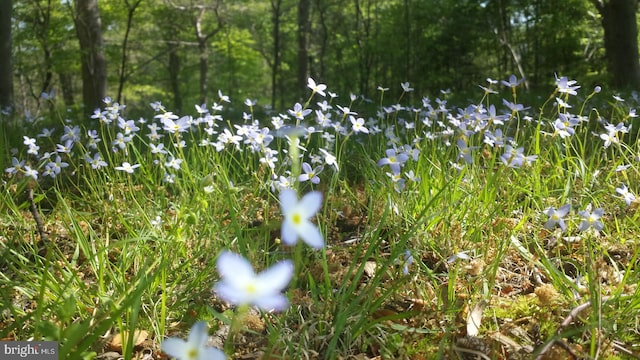 view of nature