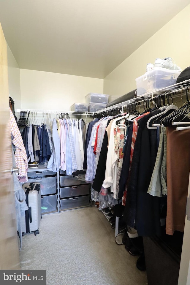 spacious closet featuring carpet floors