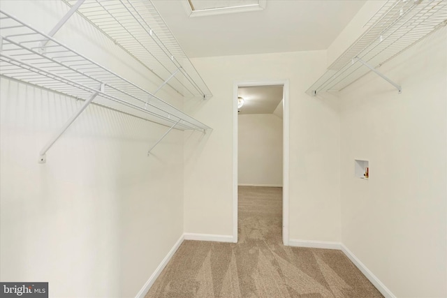 walk in closet featuring carpet floors
