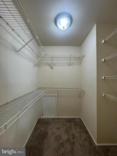 spacious closet featuring dark carpet