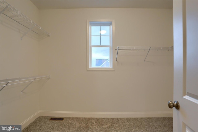 walk in closet with visible vents and carpet floors