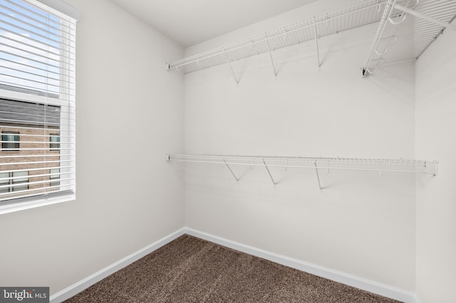 walk in closet with carpet