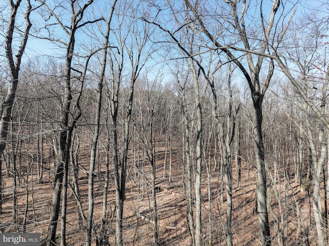 view of local wilderness with a wooded view