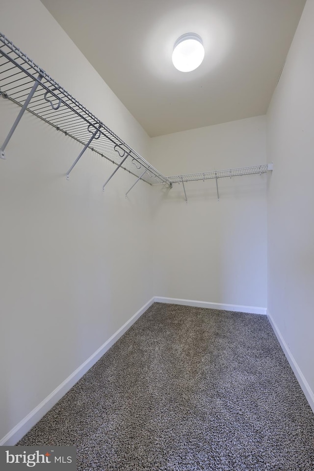 spacious closet with carpet flooring