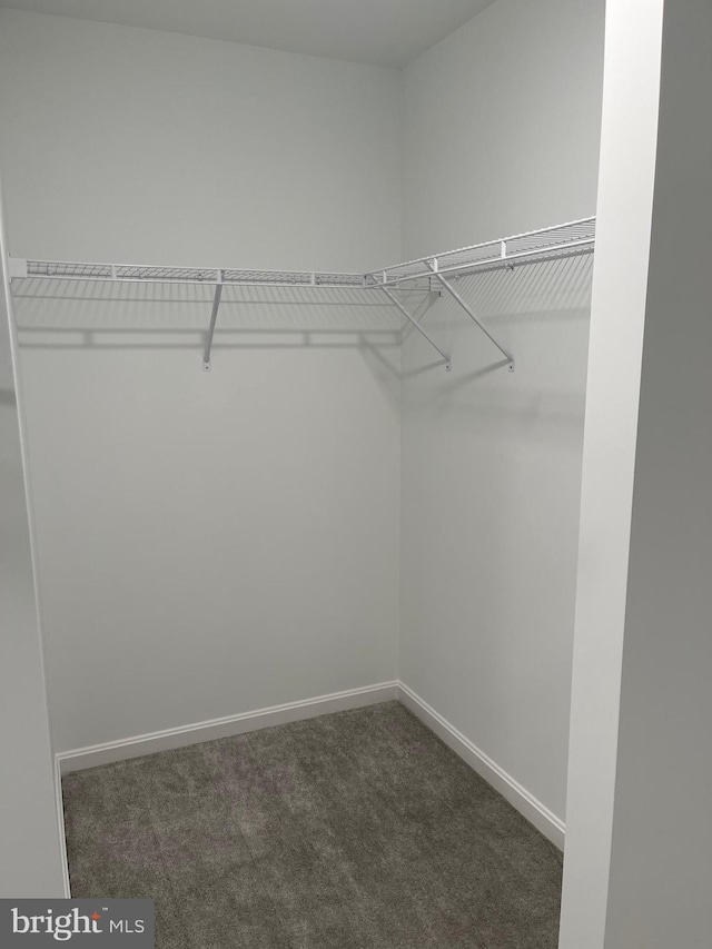 walk in closet with carpet floors