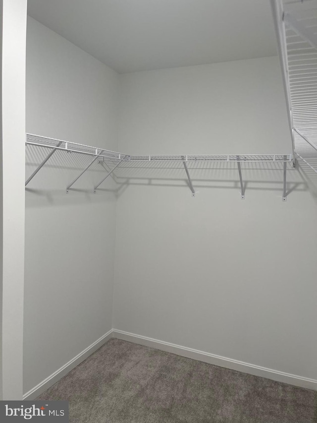 spacious closet with carpet flooring