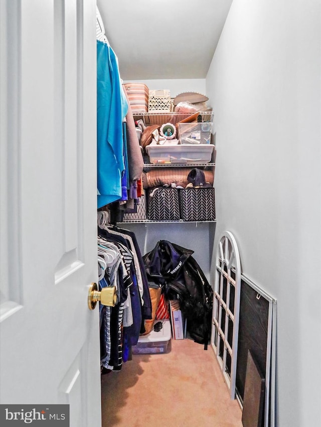 walk in closet featuring carpet flooring