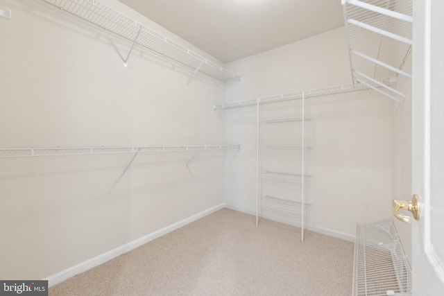 walk in closet with carpet and visible vents