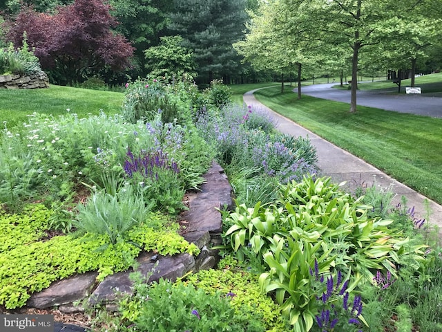 view of property's community with a yard