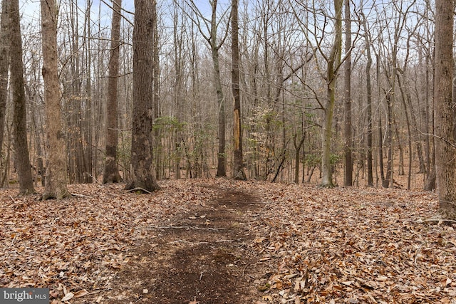 view of local wilderness with a wooded view