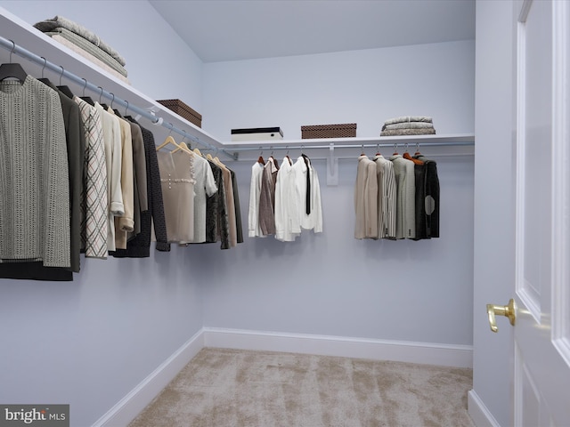 spacious closet featuring carpet floors