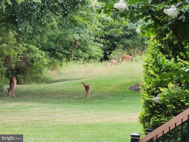 view of property's community with a lawn