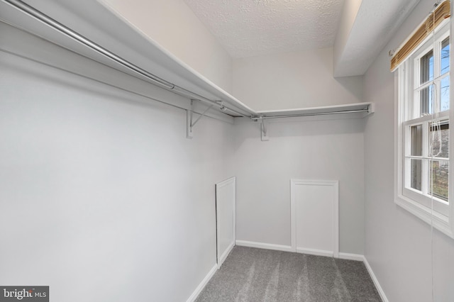 walk in closet featuring carpet floors