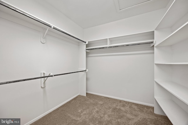 walk in closet featuring carpet floors