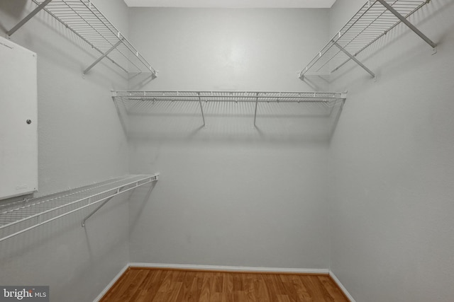 spacious closet featuring wood finished floors