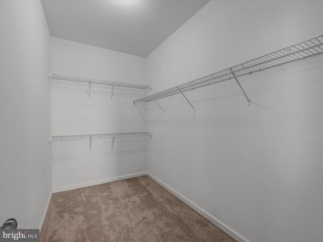 walk in closet featuring carpet