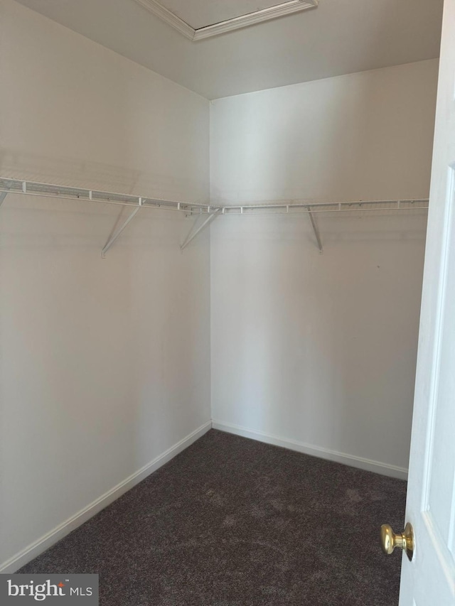 walk in closet featuring carpet floors