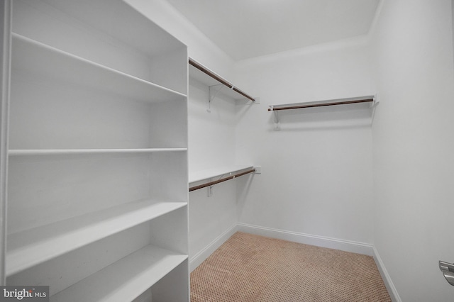 walk in closet with carpet floors