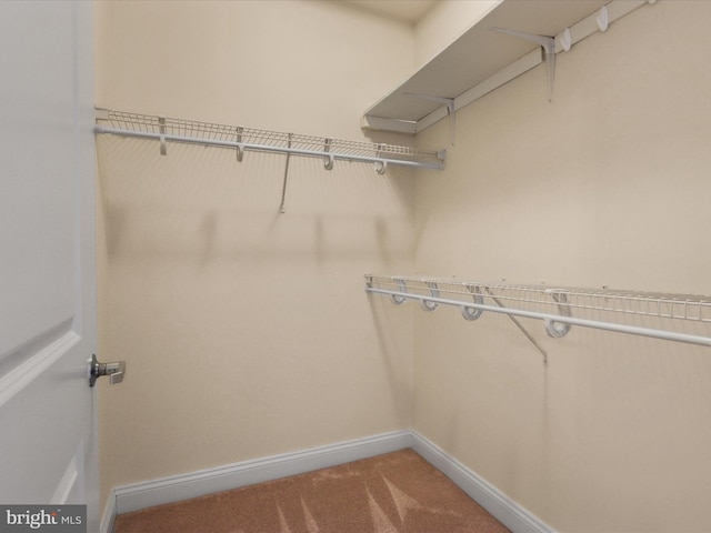 spacious closet with carpet flooring