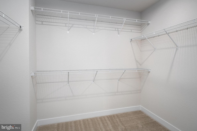 walk in closet featuring carpet flooring