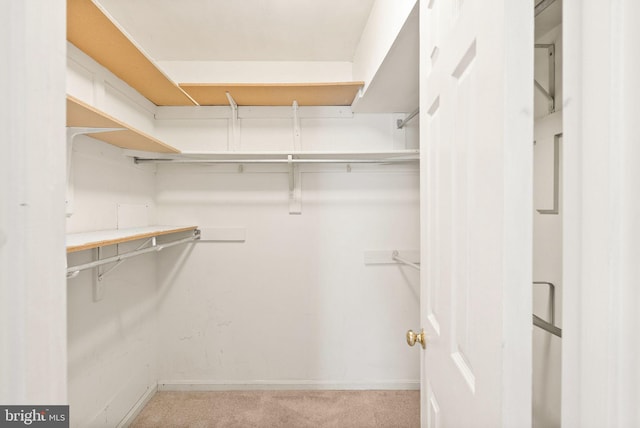 spacious closet featuring carpet floors