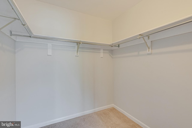 walk in closet featuring carpet floors