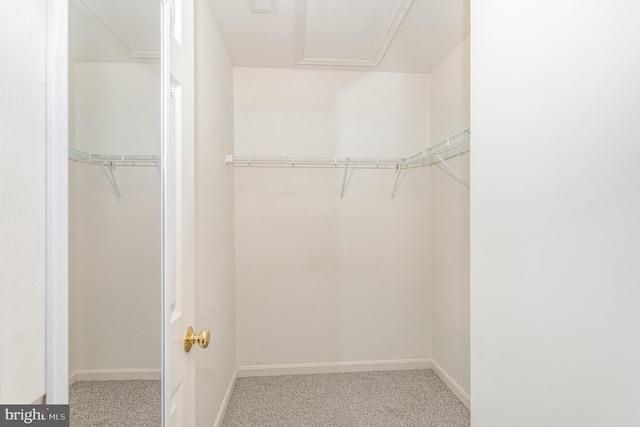 spacious closet featuring carpet