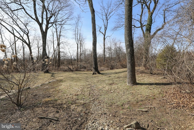 view of local wilderness