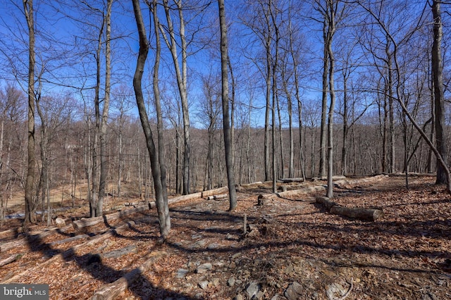 view of nature featuring a view of trees