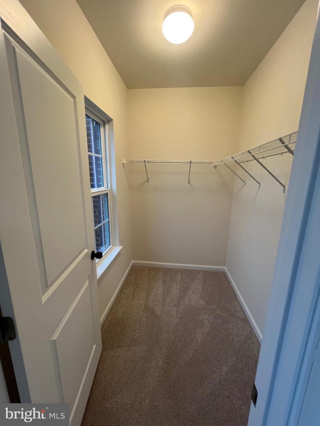 walk in closet featuring carpet