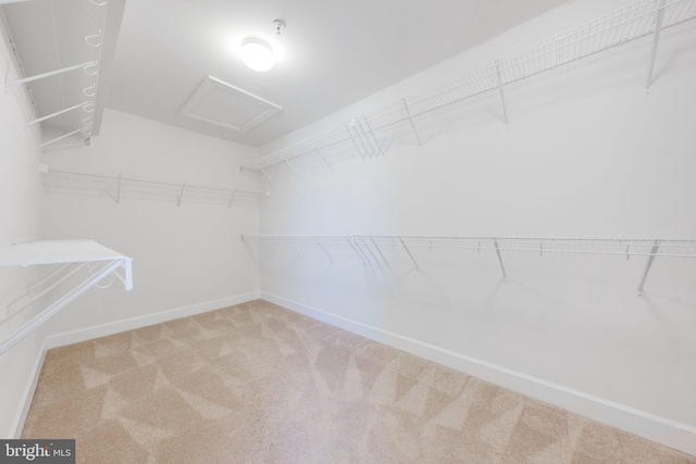 spacious closet featuring attic access and carpet floors