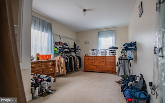 carpeted bedroom with multiple windows