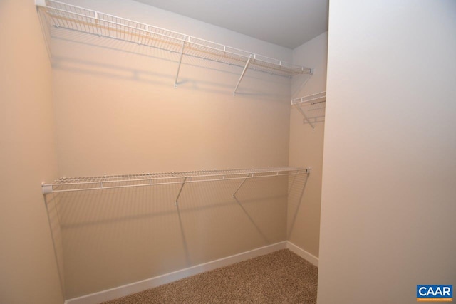 walk in closet with carpet flooring