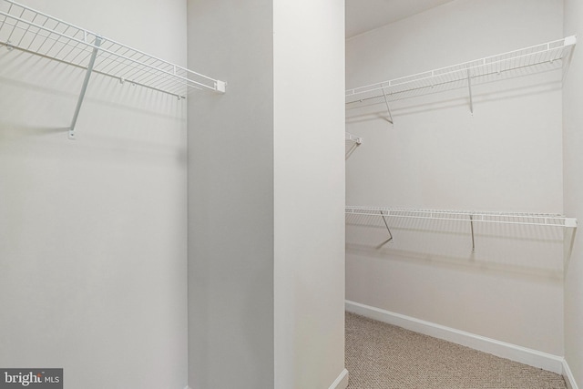 spacious closet featuring carpet