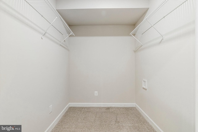 spacious closet featuring carpet