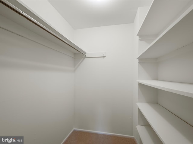 spacious closet featuring carpet floors