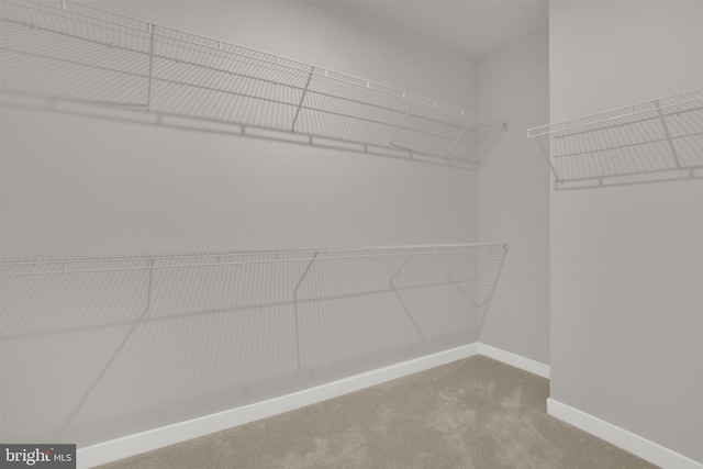 spacious closet with carpet