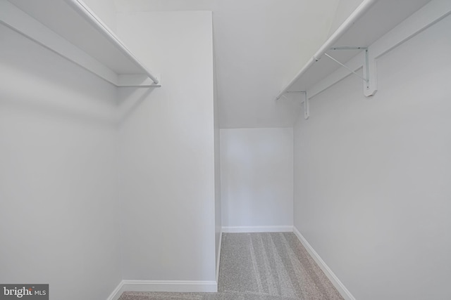 walk in closet featuring attic access and carpet