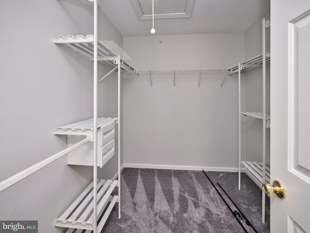 walk in closet with carpet floors and attic access