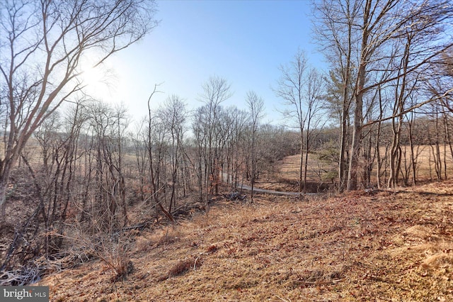 view of local wilderness