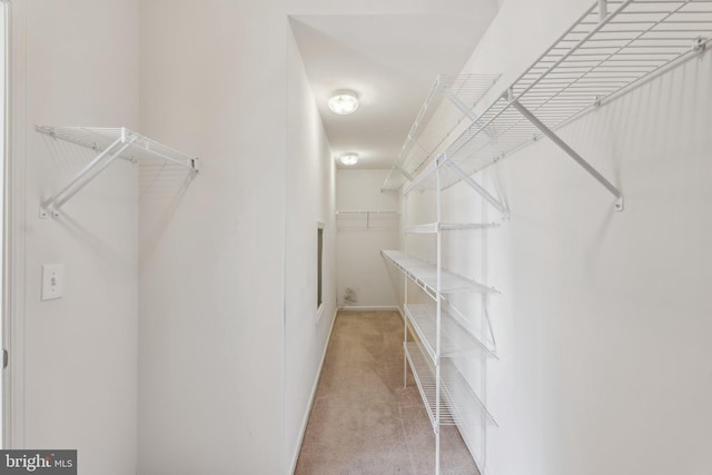 spacious closet featuring carpet